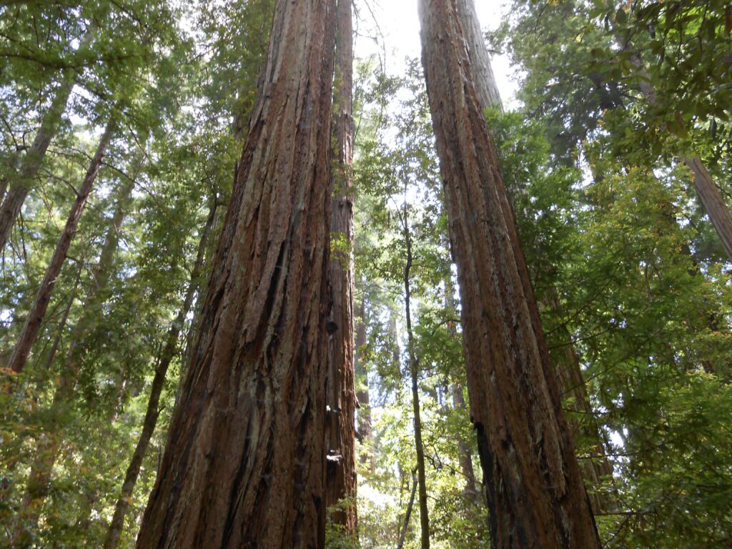 Intro to Spiritual Awakening Class redwoods, trees
