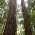 redwoods, trees