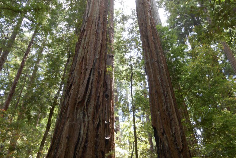 redwoods, trees