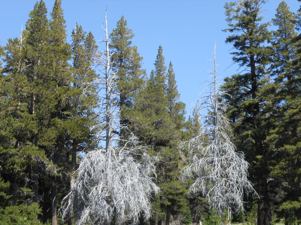 Ego Dissolving and Death