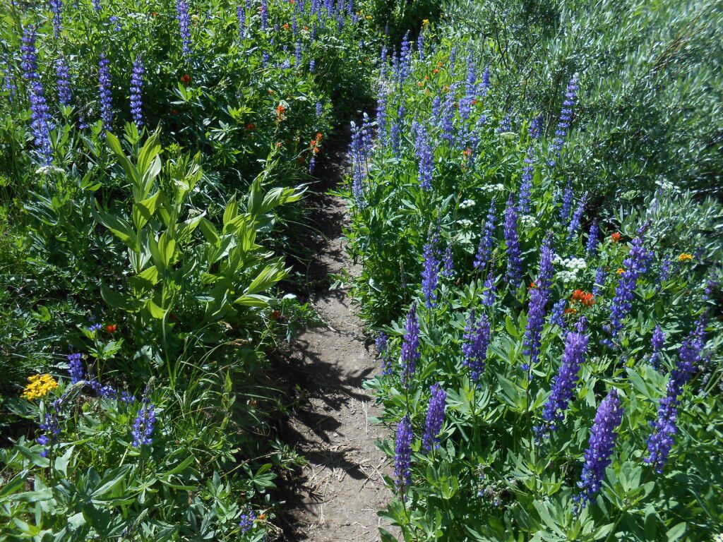 How to Go Spiritually Deeper hiking trail, wildflowers