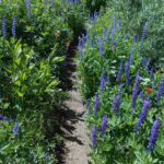 hiking trail, wildflowers