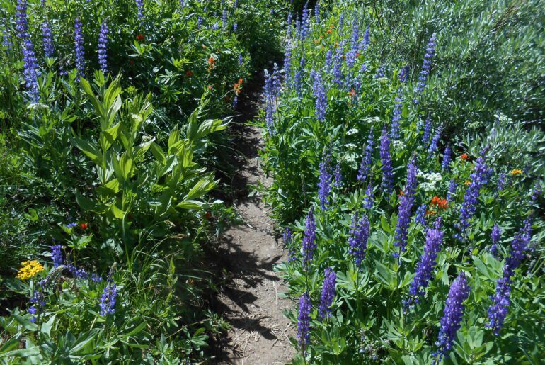 hiking trail, wildflowers