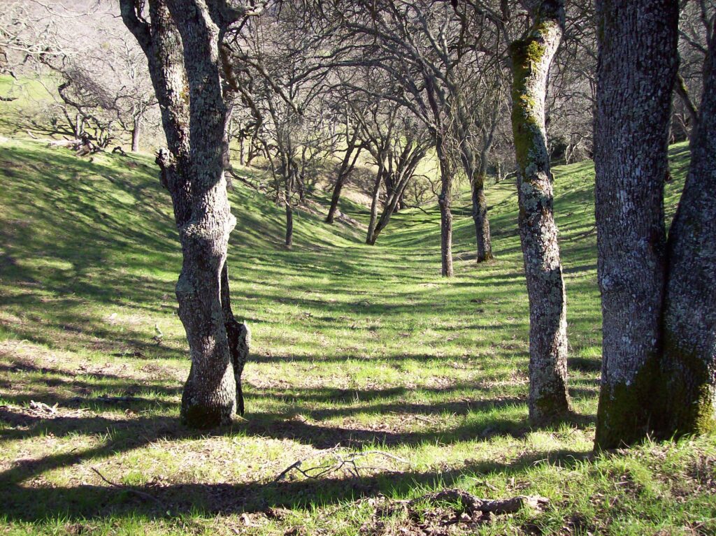 No One Owns the Truth woods, wilderness, California