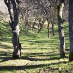 woods, wilderness, California