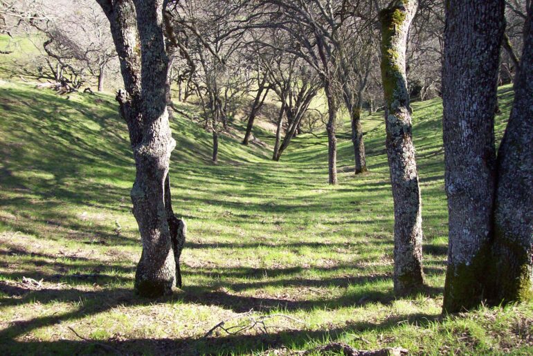 woods, wilderness, California
