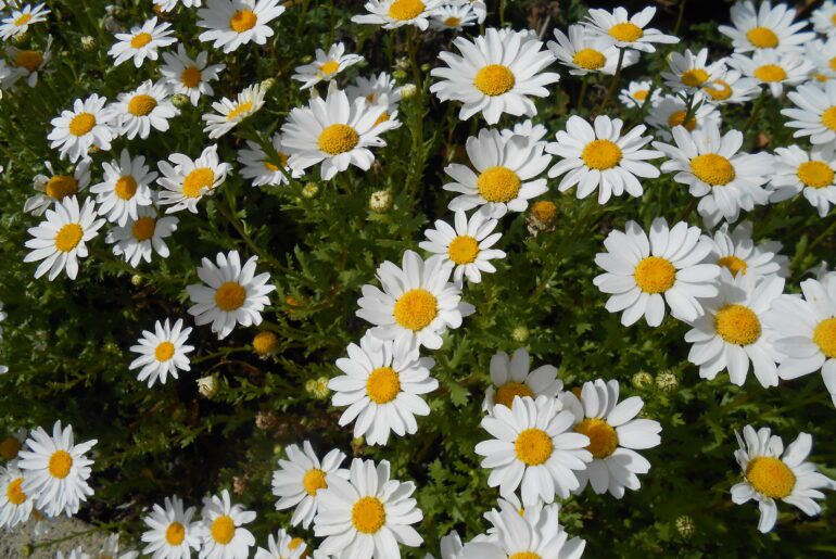 white and yellow flowers
