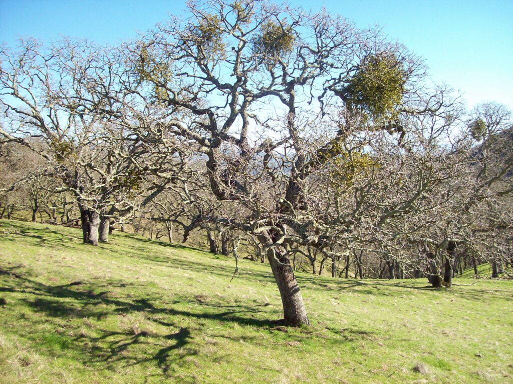 I Don’t Care About Your Bliss