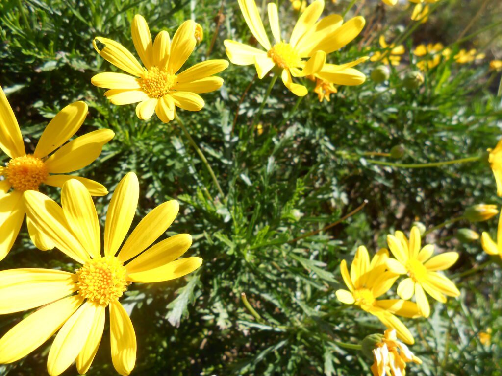 Choosing, Allowing, or Seeking Happiness yellow flowers