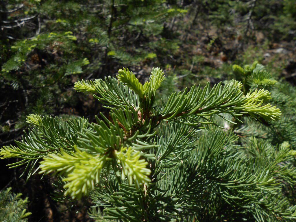 Check Out My Updated Awakening Section